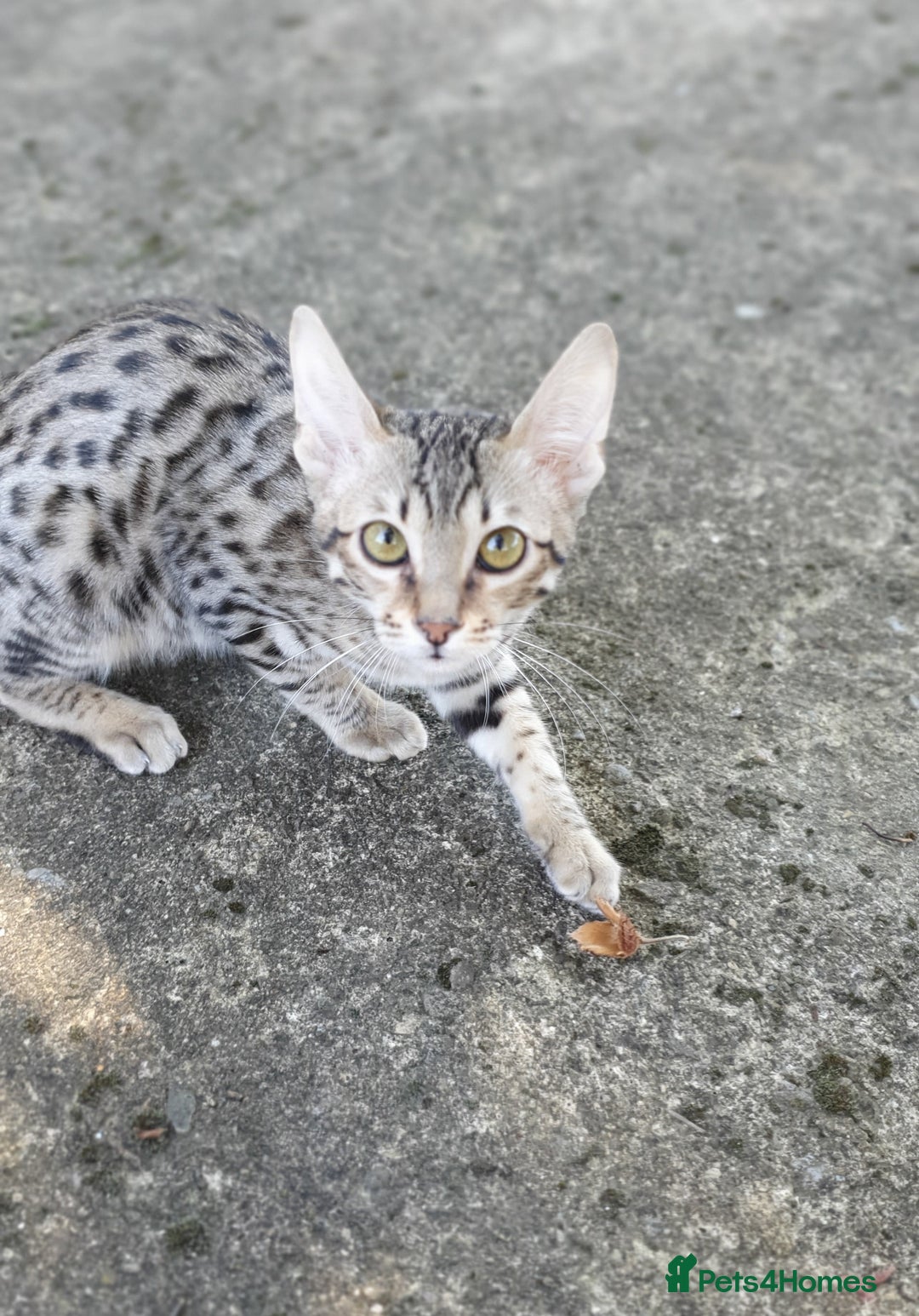Savannah cats for sale: Fabulous F5 SBT Savannah Kittens! REDUCED! - Image 5