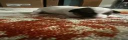 Jack Russell dogs for sale: Panda&Pinoqio - Advert 5