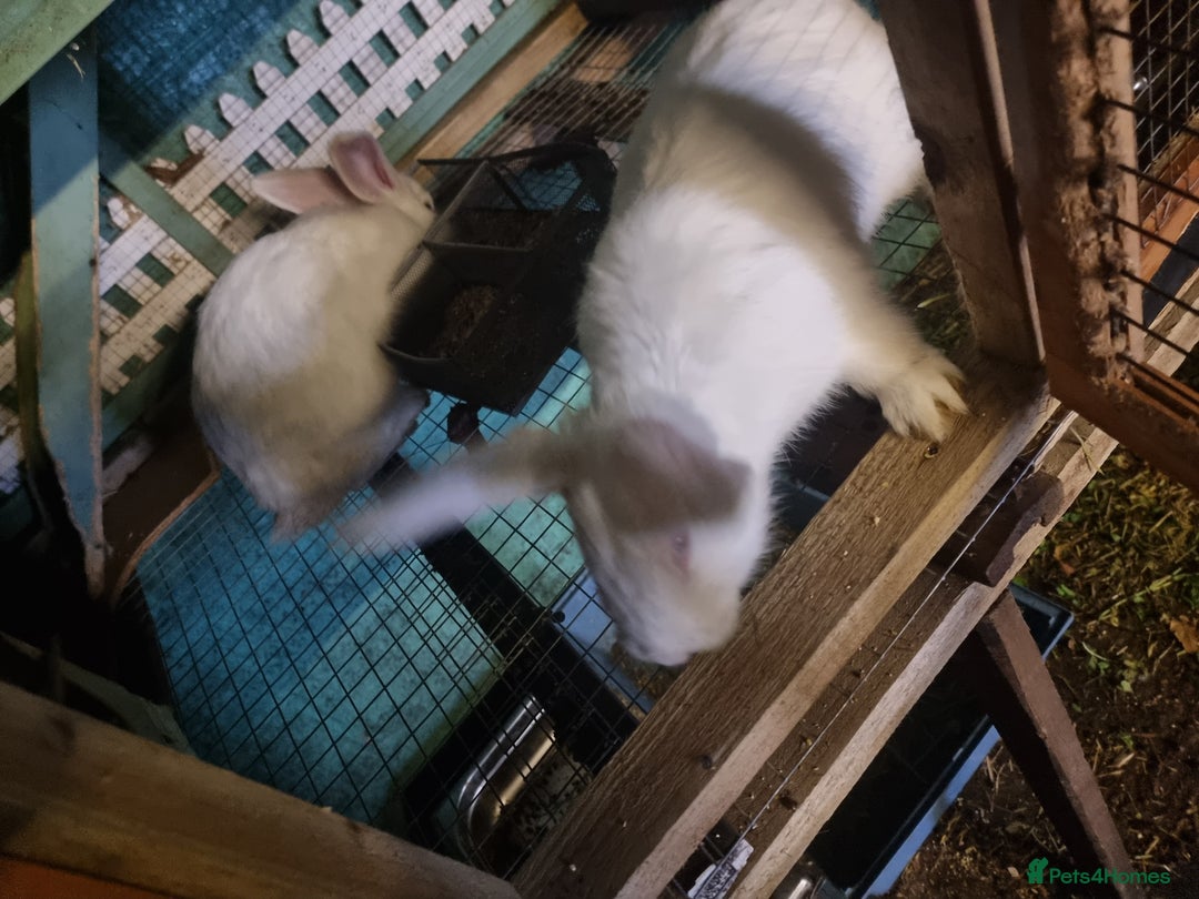 New Zealand rabbits for sale: Rabbit  - Advert 2