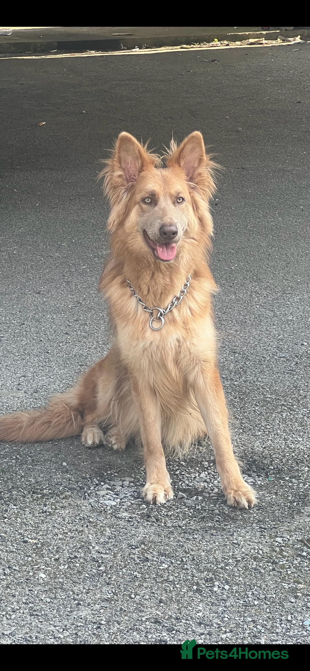 German Shepherd dogs for sale: 🌟READY🌟- KC registered Long Haired GSD pups♥️ - Image 29