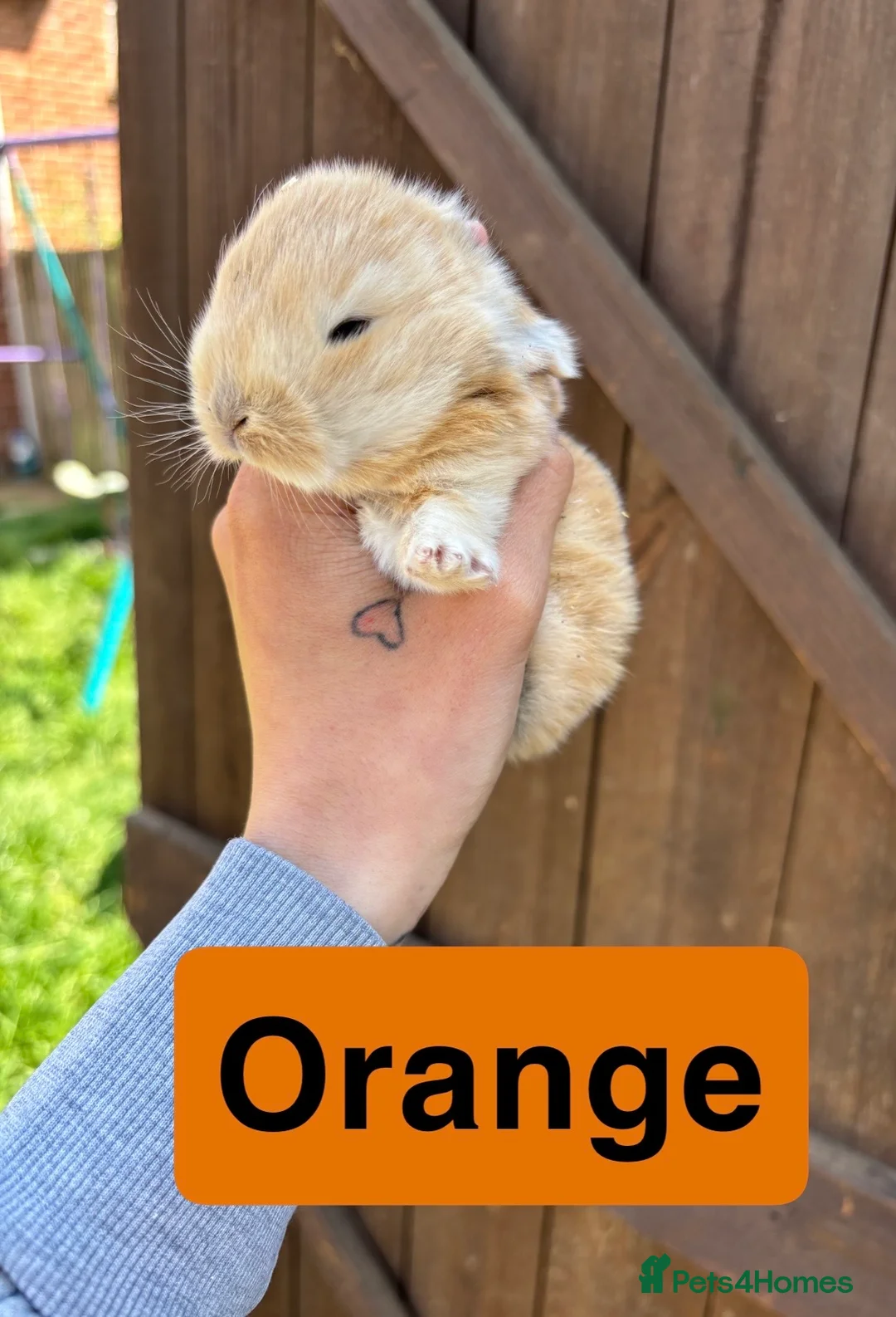 Mini Lop rabbits for sale: Mini lop babies in Fareham - Advert 2