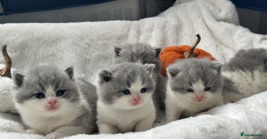 British Shorthair cats - Advert 6
