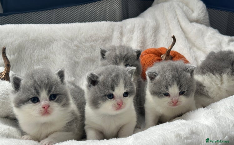 British Shorthair cats - Advert 2