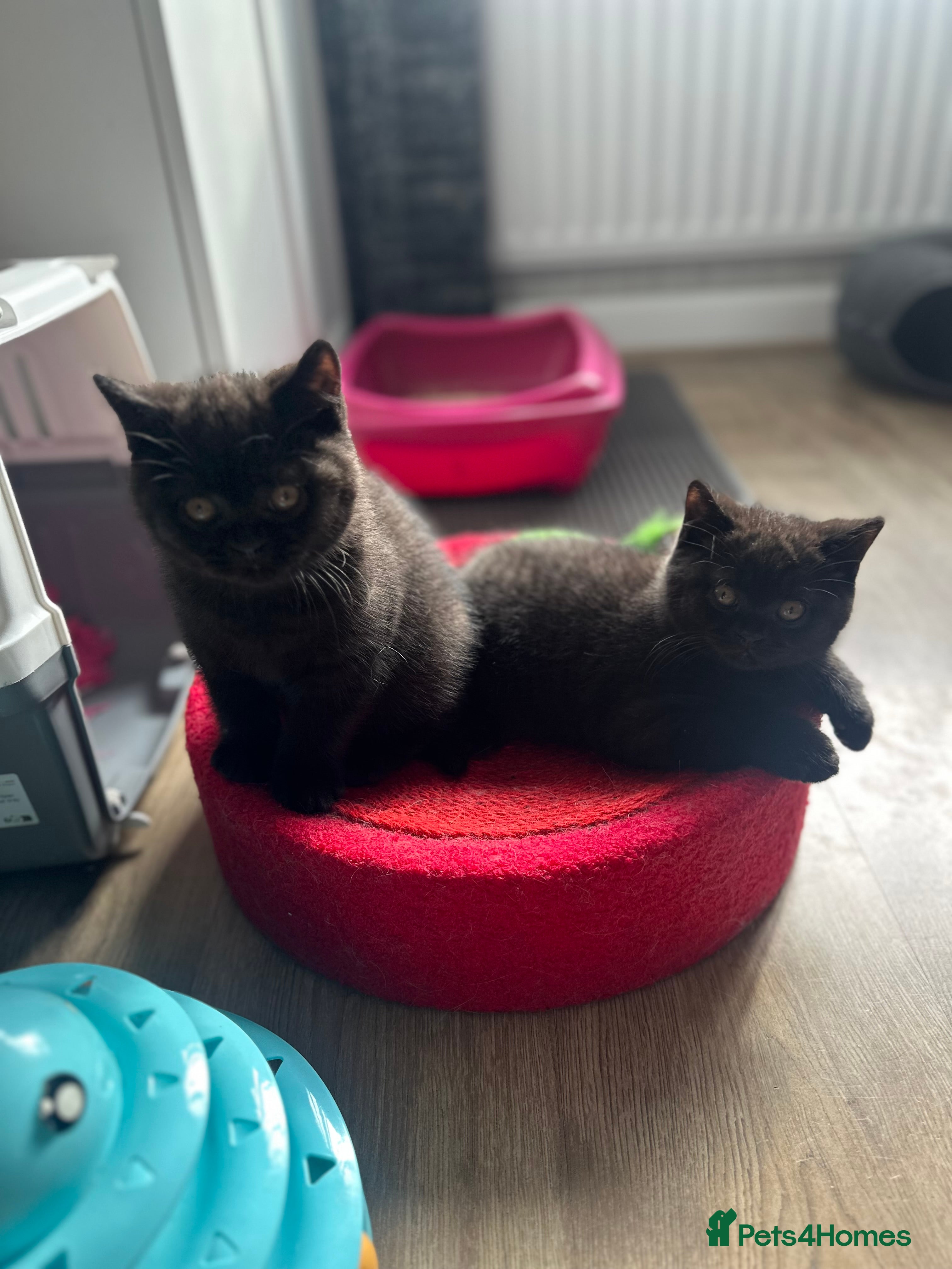 British Shorthair cats GCCF Registered British Shorthair Kittens - Advert 9