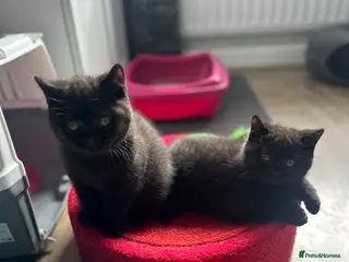 British Shorthair cats GCCF Registered British Shorthair Kittens - Advert 9