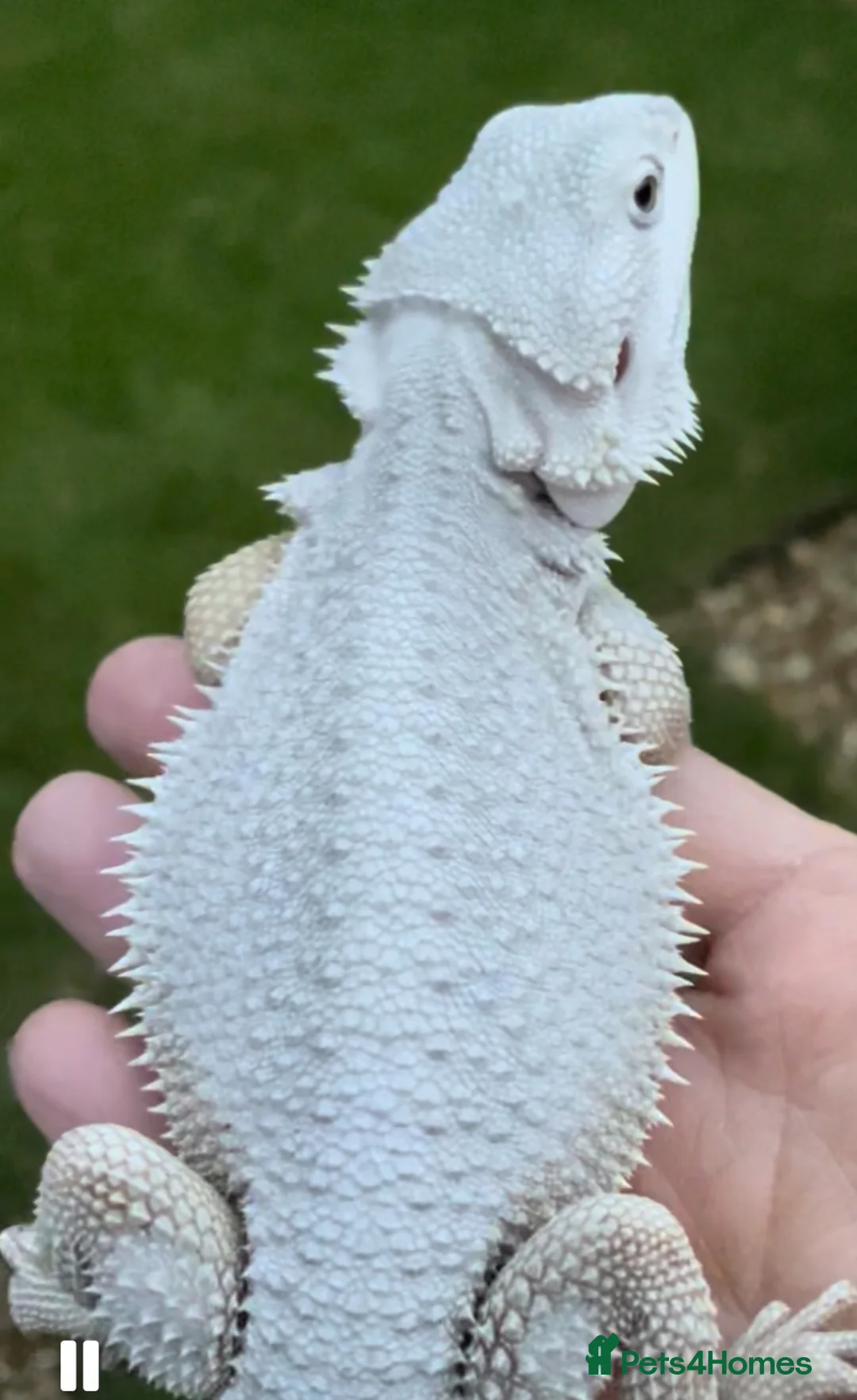 Bearded Dragon reptiles for sale: Red Monster Genetic Stripe Zero Hypo Trans License - Advert 9