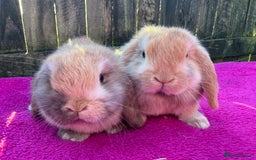 Mini Lop rabbits for sale: Two friendly male chocolate Harli mini lop boys  - Advert 2