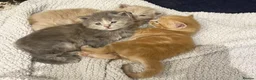 Maine Coon cats for sale: Maine Coon X BSH Kittens - Advert 6