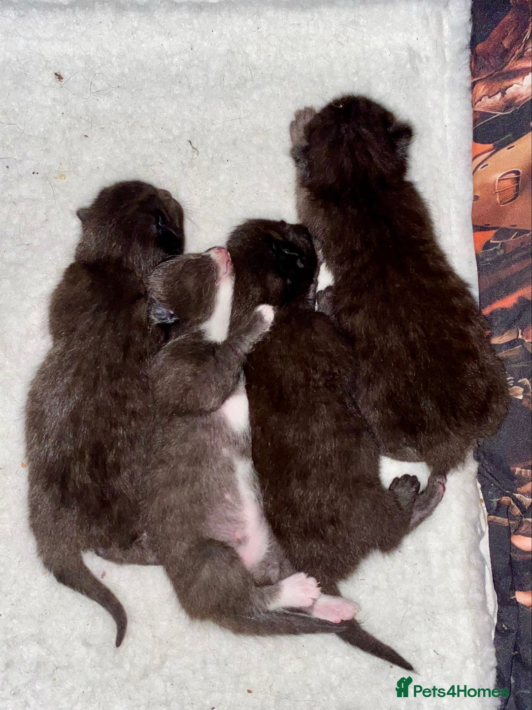 Mixed Breed cats for sale: Bombay x Tabby little girls - Image 15