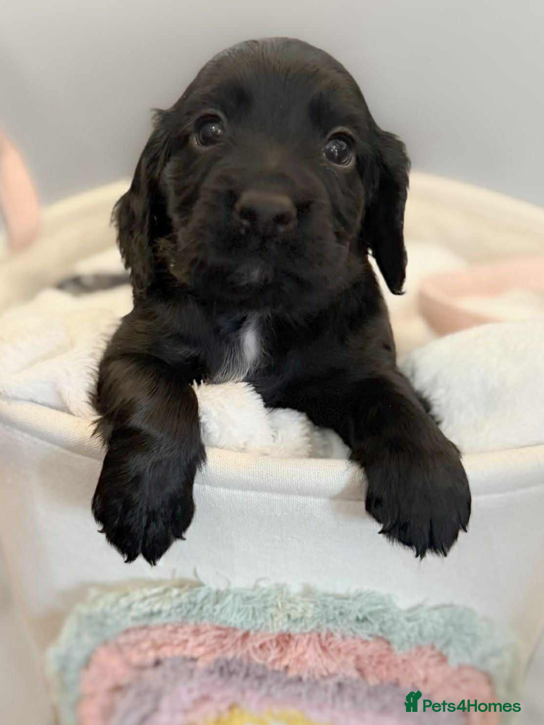 Cocker Spaniel dogs for sale: Cocker spaniel pups KC REG & COUNCIL LICENSED  - Image 19