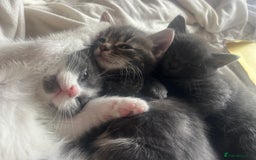 Russian Blue cats for sale: Last little lady  in Waltham Abbey - Image 18