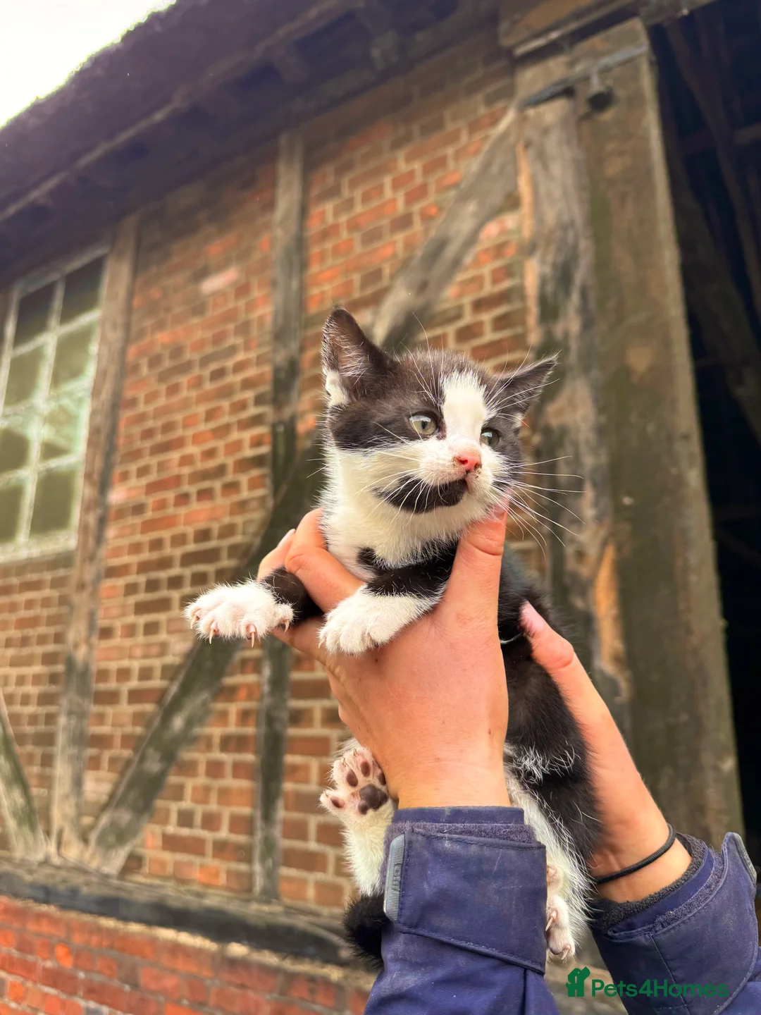 Mixed Breed cats for sale: Kittens for Sale - Advert 1