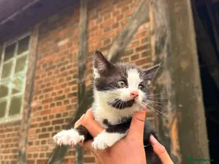 Mixed Breed cats Kittens for Sale - Advert 2