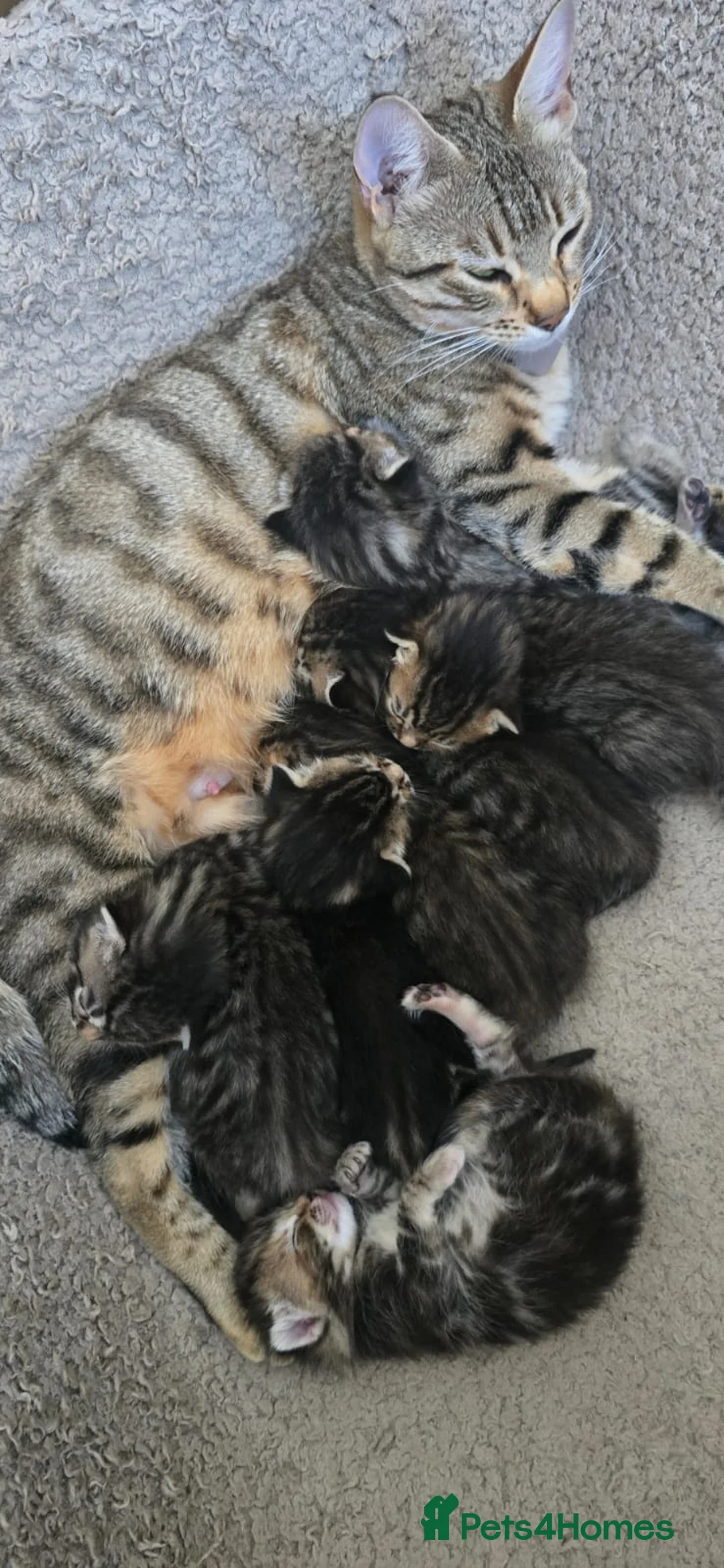 Bengal cats for sale: Beautiful Bengal Mix Kittens - Advert 2