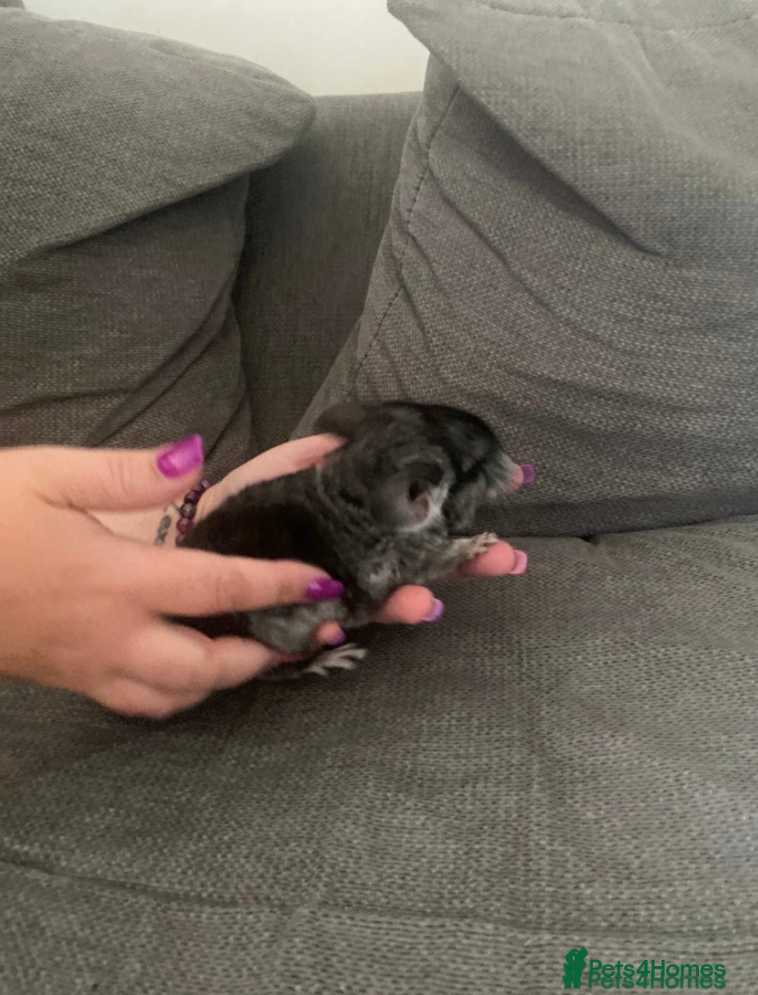 Chinchilla rodents for sale: Chinchillas  in Hemel Hempstead - Image 7