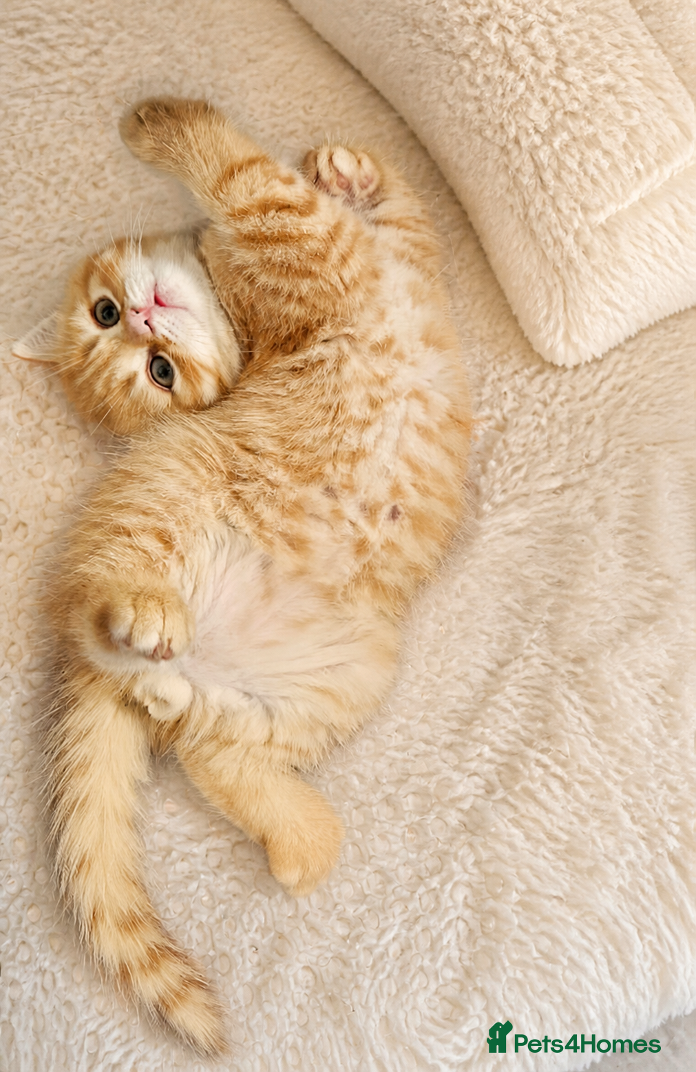 Scottish Fold cats Adorable Scottish Fold Straight Ear Tabby Kittens  - Advert 2