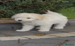 Miniature Poodle dogs for sale: Home Bred pups, extensively Health tested - Image 8