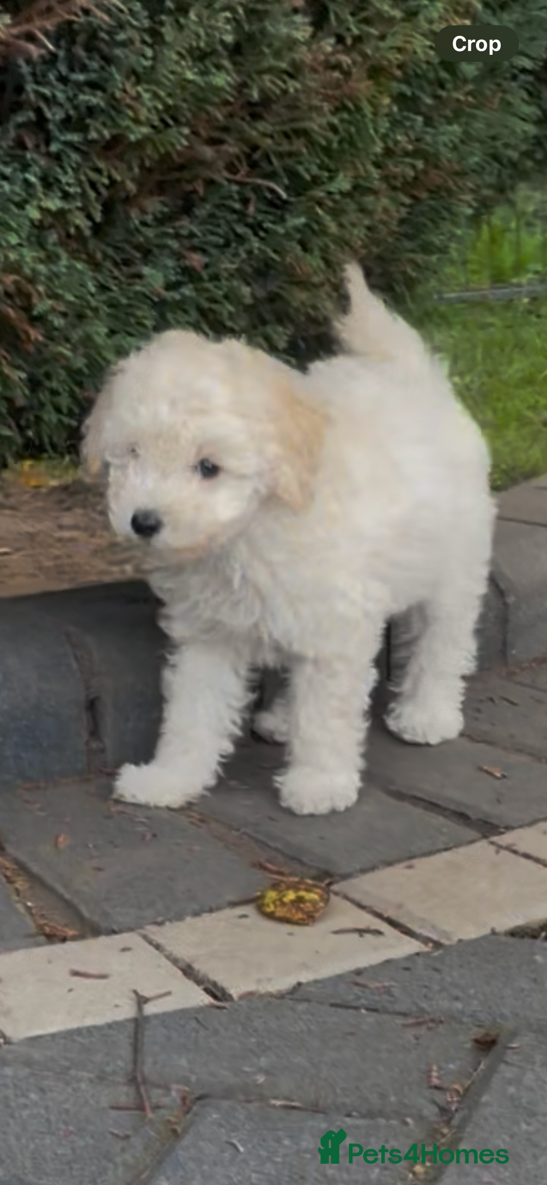 Miniature Poodle dogs for sale: Home Bred pups, extensively Health tested - Image 8
