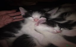Mixed Breed cats for sale: 2 gorgeous male kittens  - Image 2