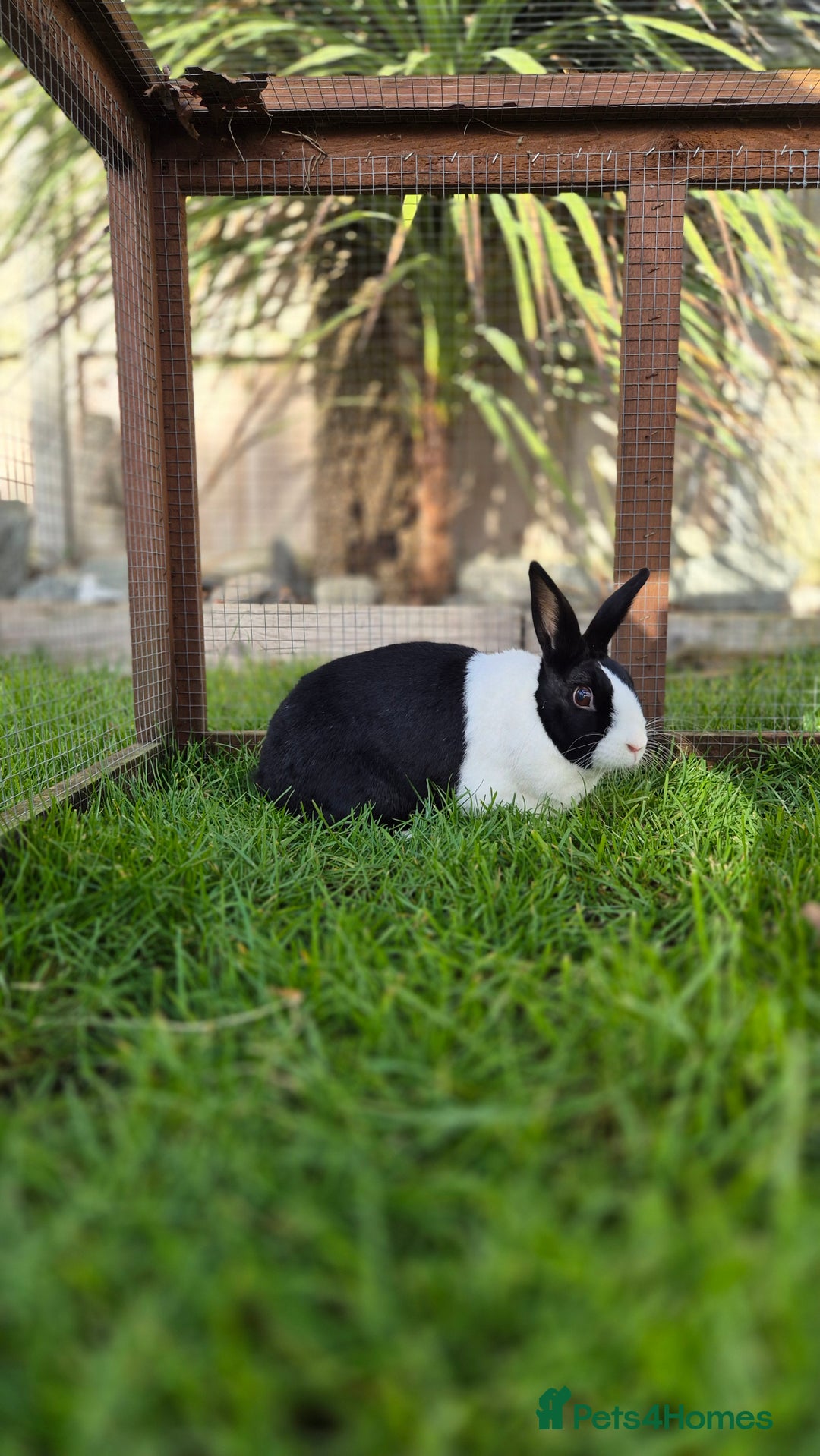 Dutch rabbits for sale: Pickle vaccinated and castrated  - Advert 2