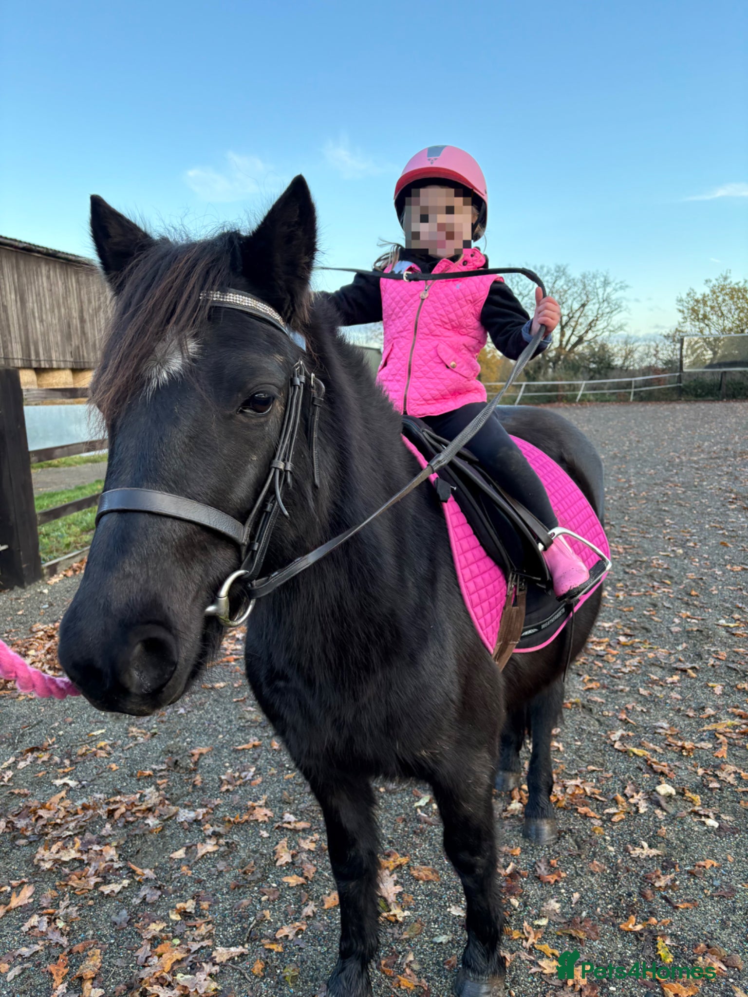 Dartmoor horses 6yr old 12hh Dartmoor Mare - Advert 1