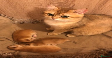British Shorthair cats in Alton - Advert 1