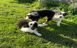 Border Collie dogs for sale: 🖤🤍🤎Fabulous Border Collies 🖤🤍🤎 - Image 2