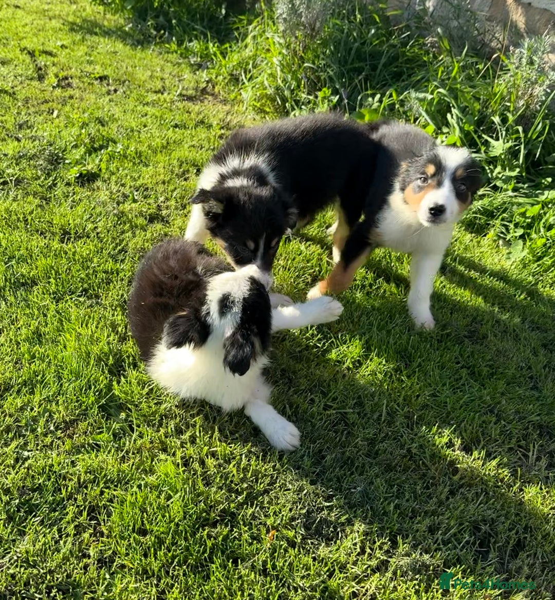 Border Collie dogs for sale: 🖤🤍🤎Fabulous Border Collies 🖤🤍🤎 - Image 2