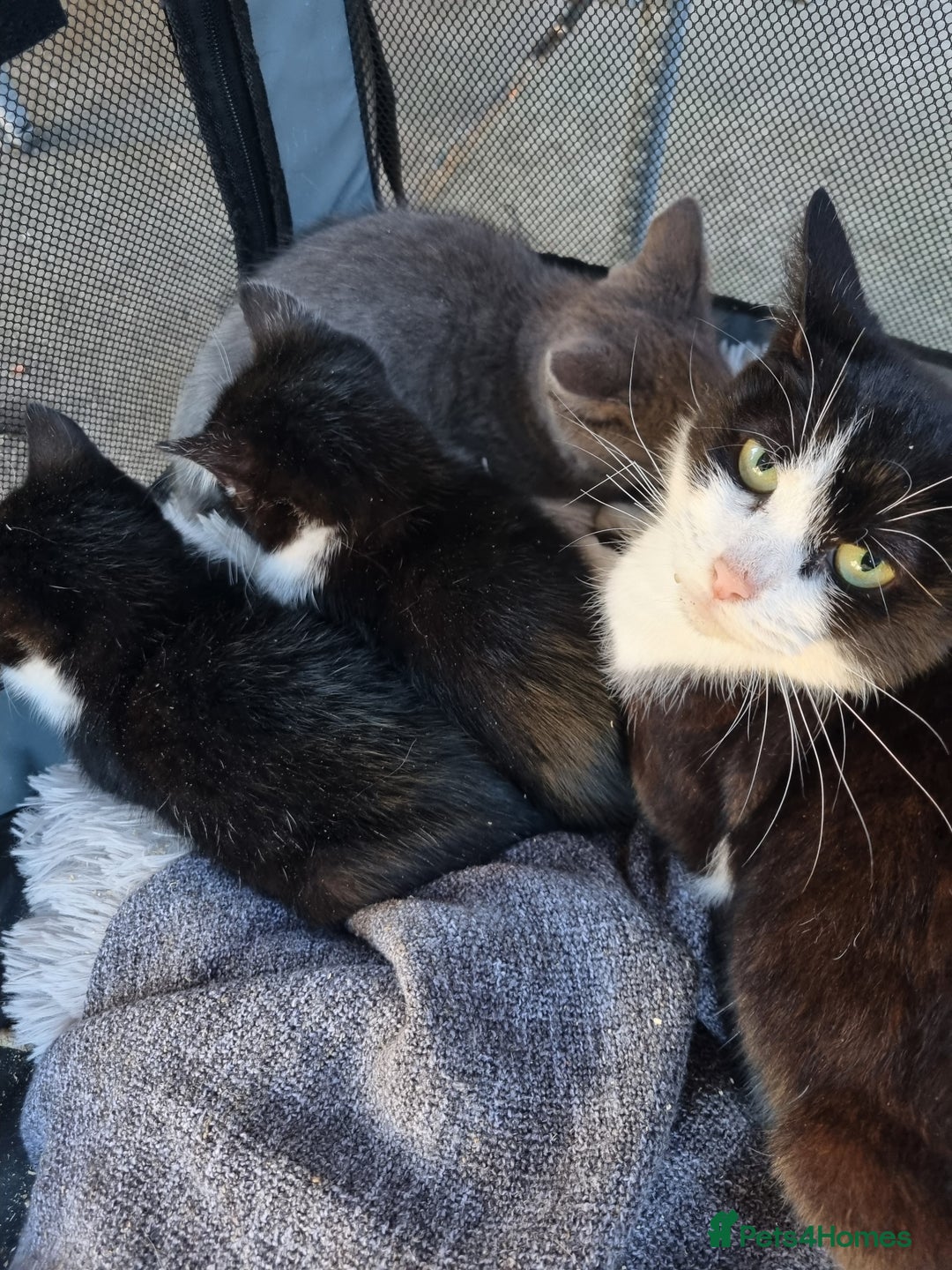 Mixed Breed cats for sale: 3 little kittens for sale - Advert 1