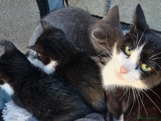 Mixed Breed cats 3 little kittens for sale - Advert 1