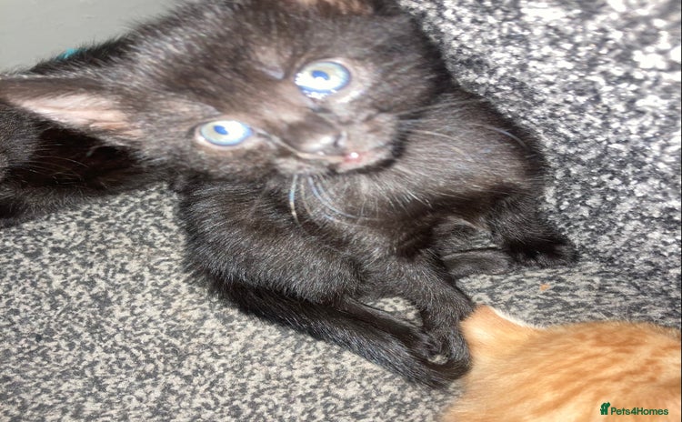 Domestic Shorthair cats - Advert 12