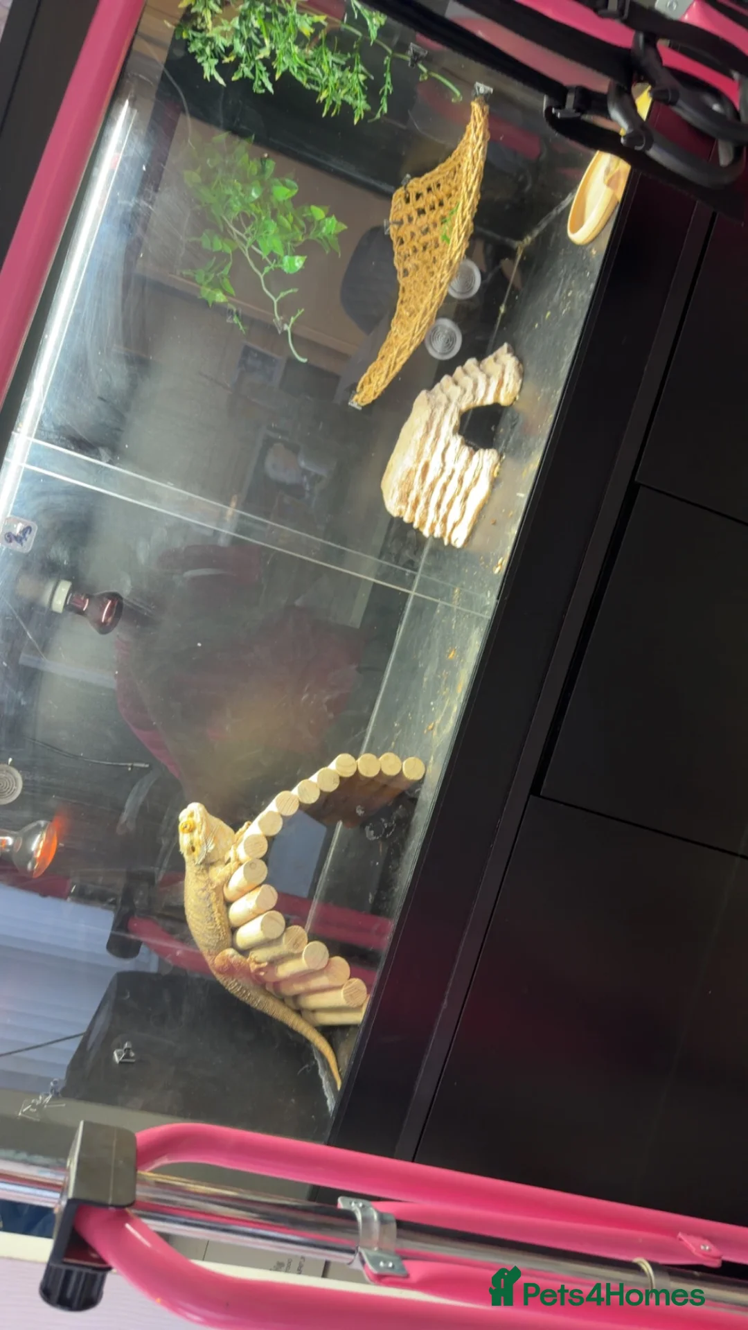 Bearded Dragon reptiles for sale: Bearded dragons  in Newport - Advert 1