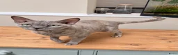 Devon Rex cats for sale: Stunning beautiful Blue /cream female Devon Rex  - Advert 4