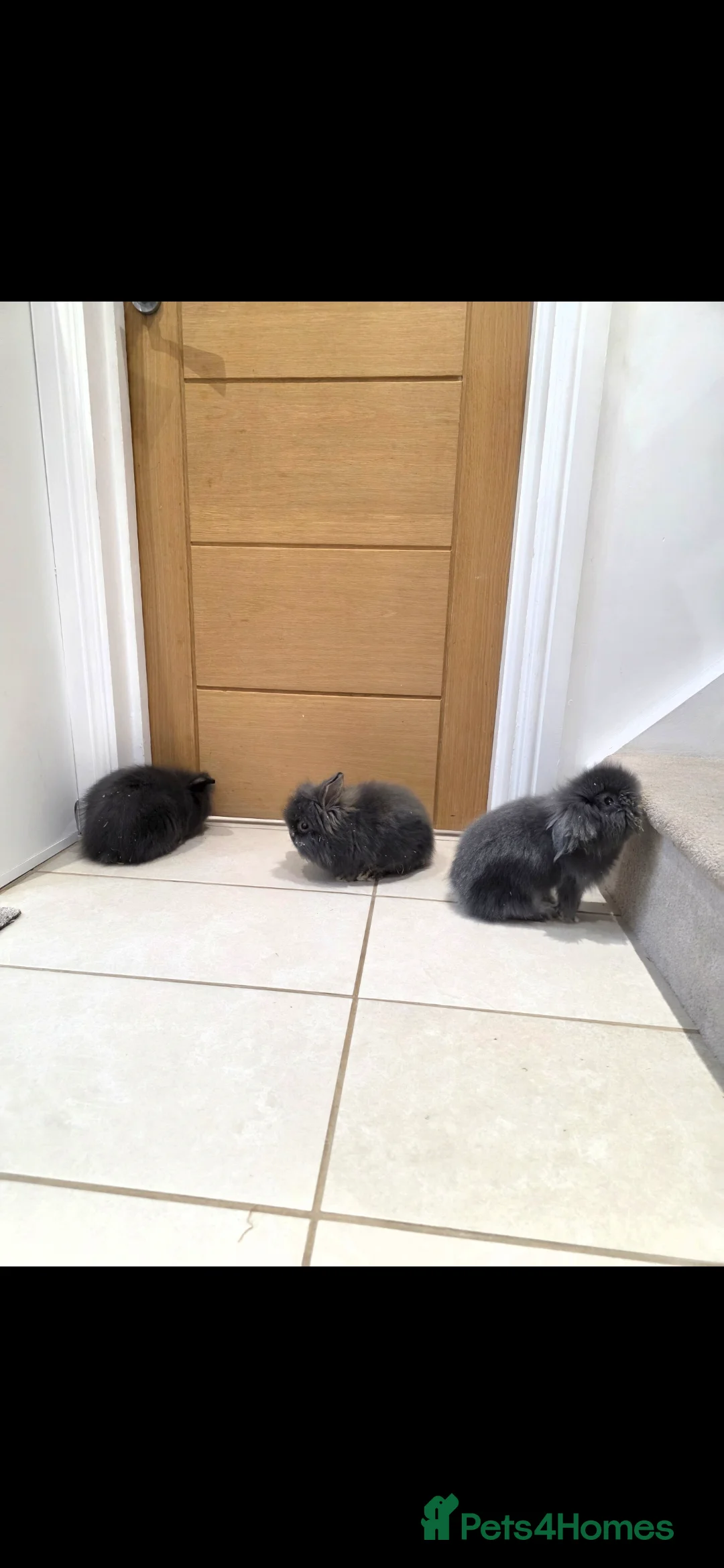 Mixed Breed rabbits for sale: Beautiful fluffy lion lop bunnies  - Advert 1