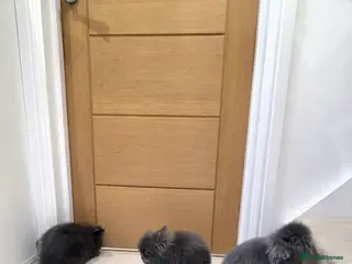 Mixed Breed rabbits Beautiful fluffy lion lop bunnies - Advert 1