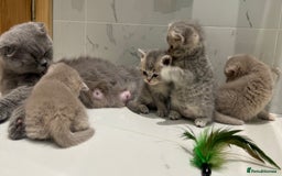 Scottish Fold cats for sale: Pedigree Scottish fold and straight kittens - Image 6