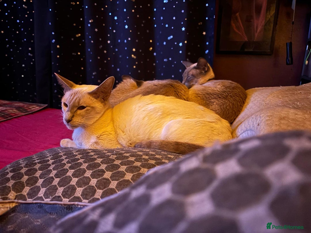 Oriental cats for sale: Chocolate orientals for sale - Advert 2