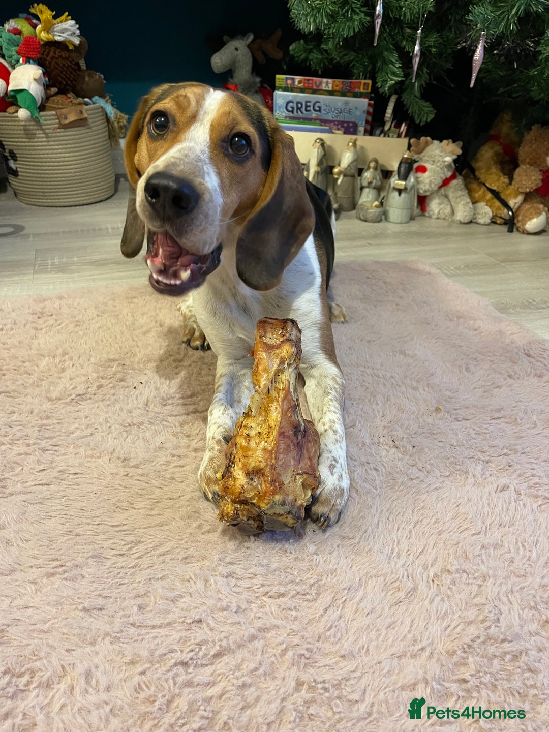 Beagle dogs for sale: Rehoming Charlie Boy  - Advert 3