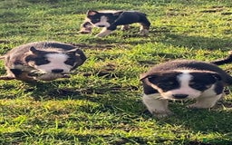 Border Collie dogs for sale: Tri coloured border collies puppies  - Advert 5