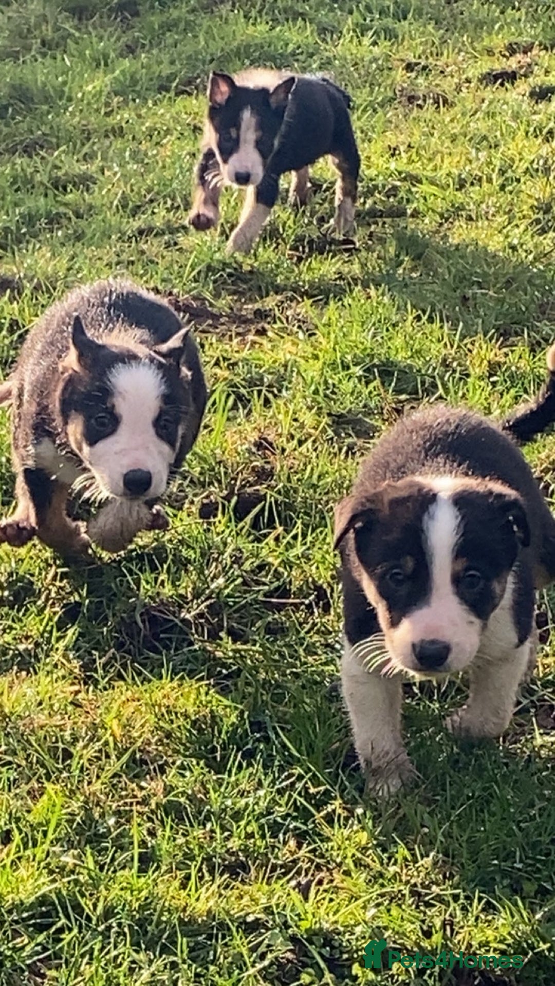 Border Collie dogs for sale: Tri coloured border collies puppies  - Advert 5