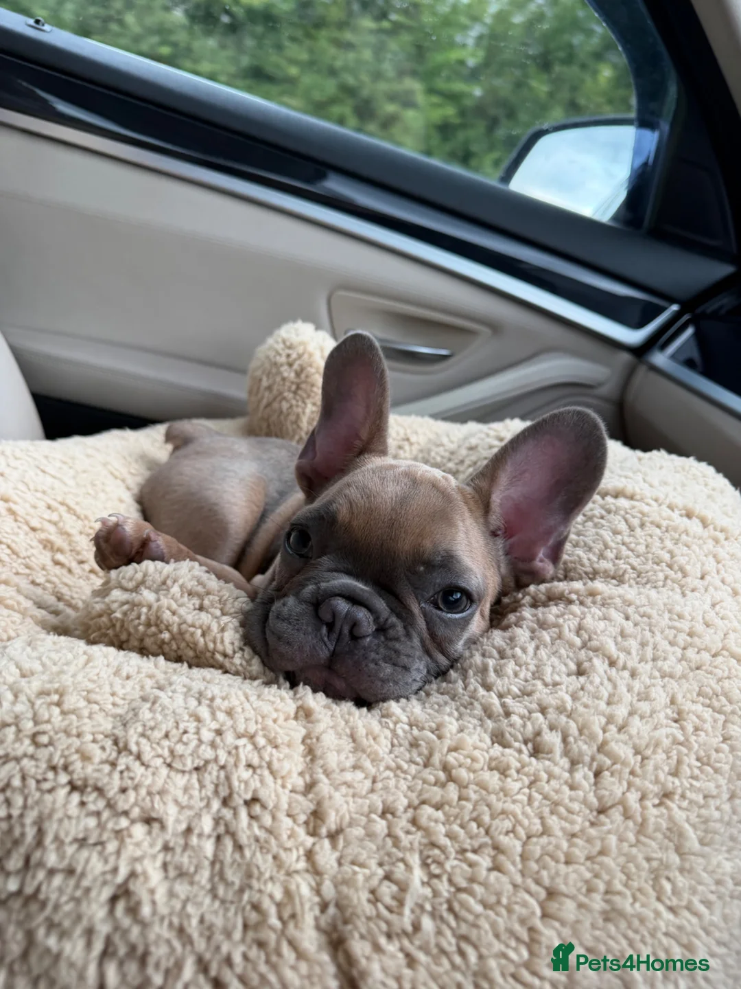 French Bulldog dogs for sale: Male French bulldog puppy - Advert 5
