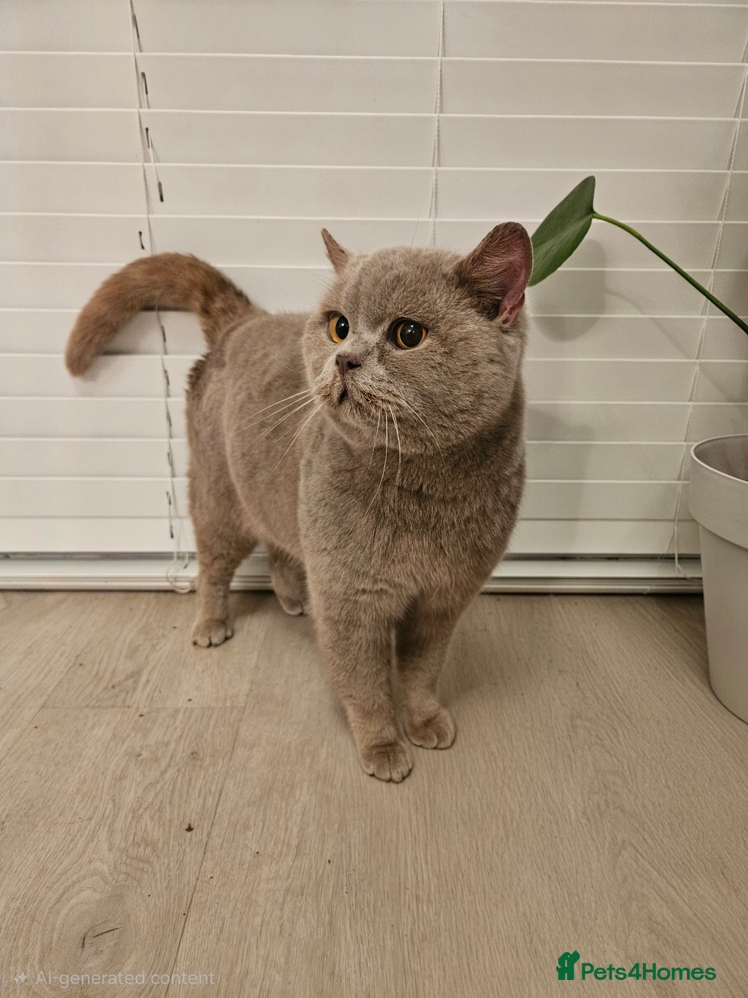 British Shorthair cats for stud: Lilac British shorthair For stud  - Advert 4