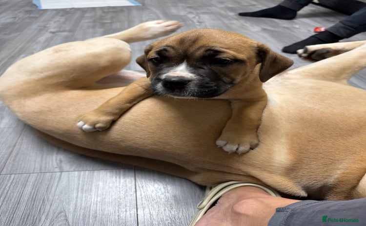 Mixed Breed dogs - Advert 1