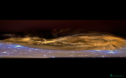 Maine Coon cats for sale: Maine Coon cross Ragamuffin kittens.  - Image 4