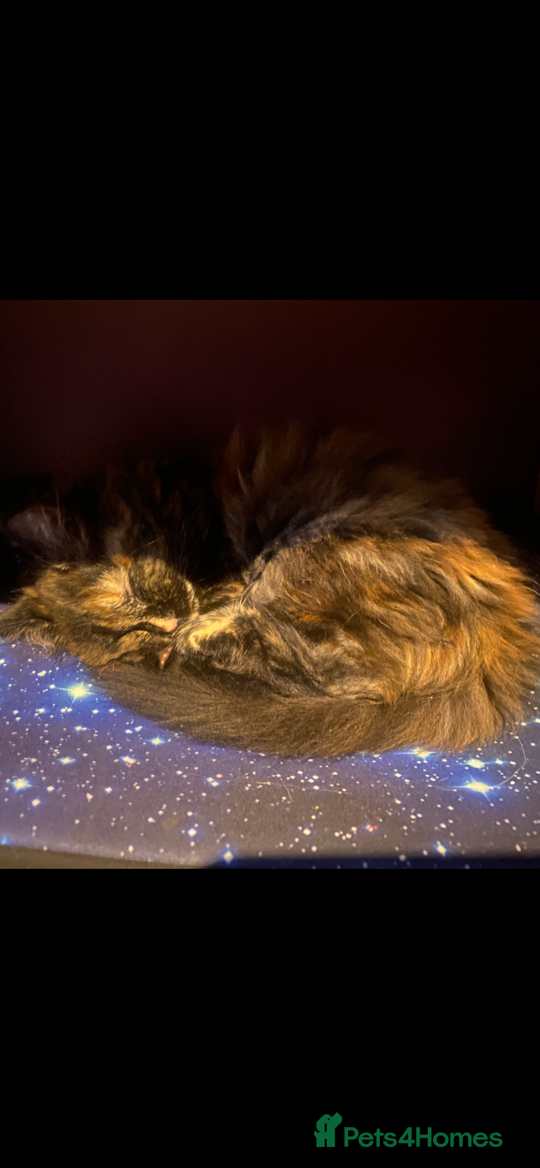 Maine Coon cats for sale: Maine Coon cross Ragamuffin kittens.  - Image 4