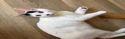 British Shorthair cats for sale:  Boy and girl kitten  in Huntingdon - Advert 11