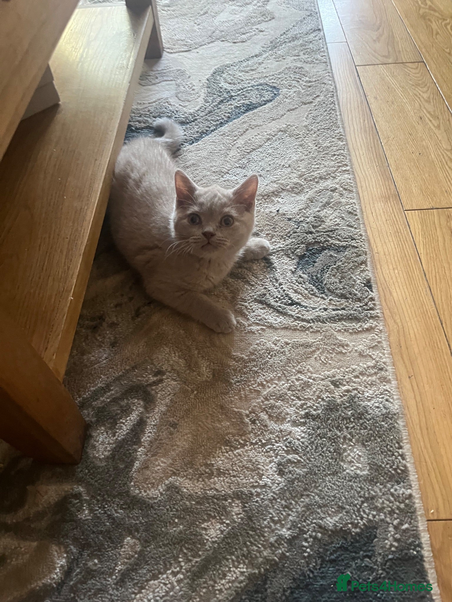 British Shorthair cats 1 LILAC BOY READY NOW - Advert 1