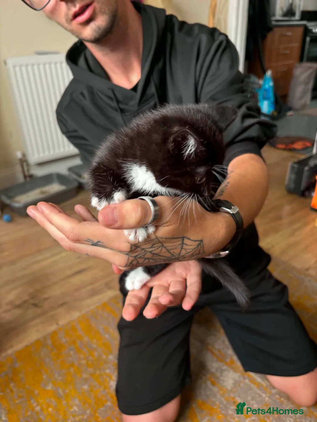 Mixed Breed cats for sale: Kittens in Great Yarmouth - Advert 10
