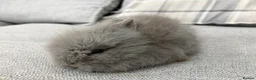 Lionhead rabbits for sale: Double Mane Lion Head Bunnies 🐰 for sale  - Advert 5