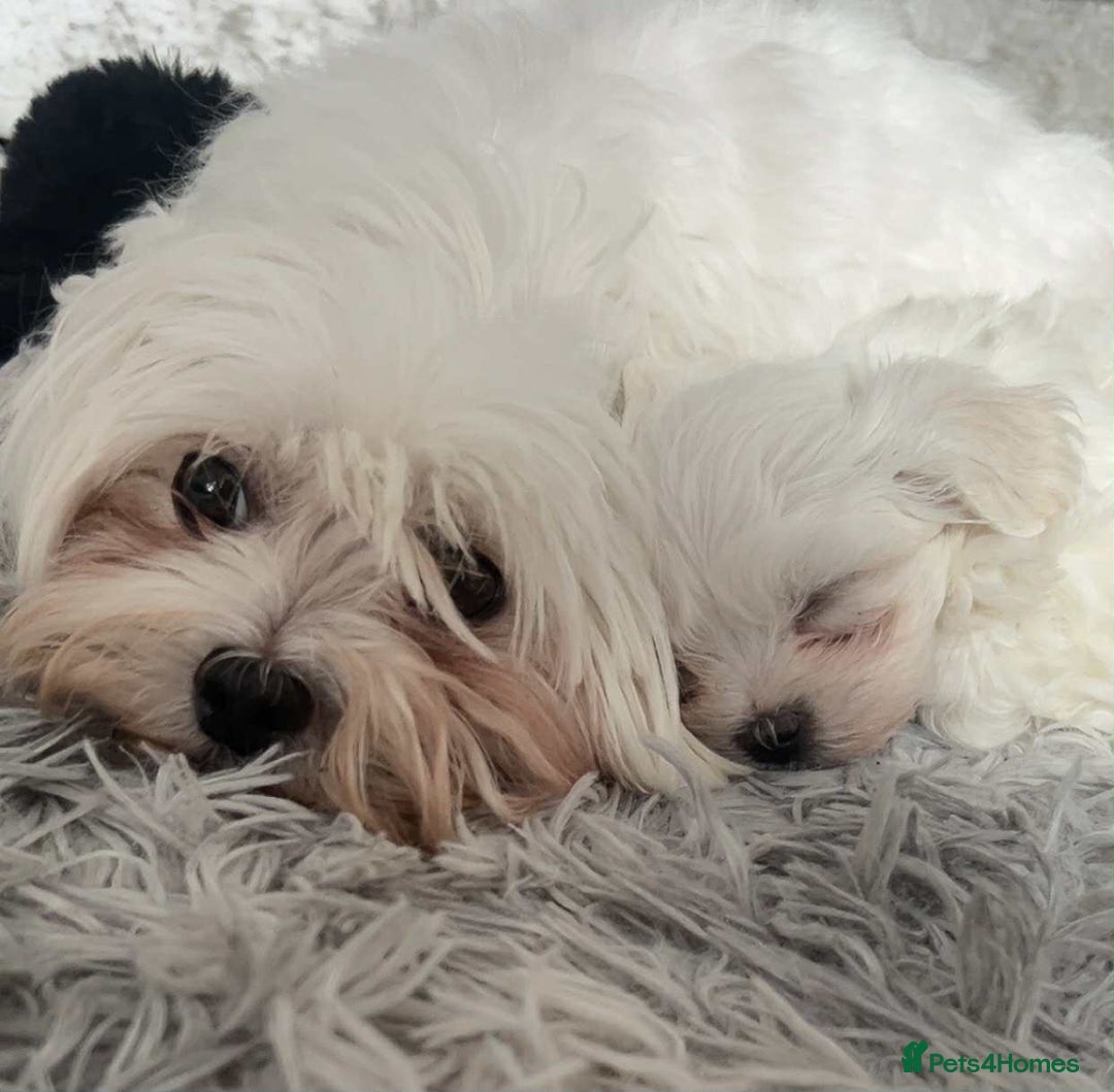 Maltese dogs for sale: Stunning Maltese pups for sale ready to go - Image 3